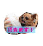 スムースコートチワワの毎日（個別スタンプ：23）