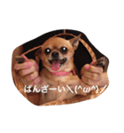 スムースコートチワワの毎日（個別スタンプ：31）