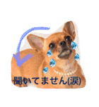 スムースコートチワワの毎日（個別スタンプ：34）