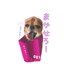チワワのティンクとフェアリ①（個別スタンプ：4）