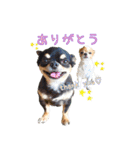 チワワのティンクとフェアリ①（個別スタンプ：7）