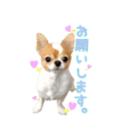 チワワのティンクとフェアリ①（個別スタンプ：8）