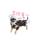 チワワのティンクとフェアリ①（個別スタンプ：11）