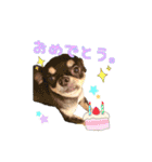 チワワのティンクとフェアリ①（個別スタンプ：18）