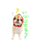 チワワのティンクとフェアリ①（個別スタンプ：30）