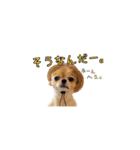 チワワのティンクとフェアリ①（個別スタンプ：35）