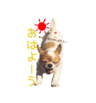 チワワのティンクとフェアリ①（個別スタンプ：37）