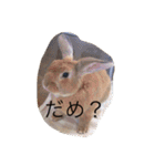 Koron ＆ Coco（個別スタンプ：5）