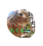 Koron ＆ Coco（個別スタンプ：7）