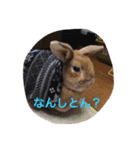 Koron ＆ Coco（個別スタンプ：8）