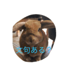 Koron ＆ Coco（個別スタンプ：11）