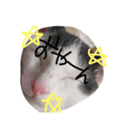 日常の言葉（だんだん、まー、みあ、むあ）（個別スタンプ：3）