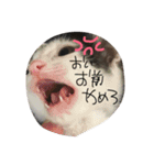 日常の言葉（だんだん、まー、みあ、むあ）（個別スタンプ：4）