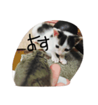日常の言葉（だんだん、まー、みあ、むあ）（個別スタンプ：8）