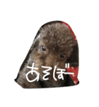 日常の言葉（だんだん、まー、みあ、むあ）（個別スタンプ：13）