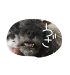 日常の言葉（だんだん、まー、みあ、むあ）（個別スタンプ：15）