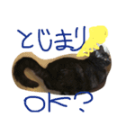 イクヲと仲間たち4（個別スタンプ：15）