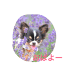★びっけ学園★きゅなな組（個別スタンプ：11）