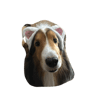 Lovelydogs（個別スタンプ：1）