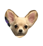 Lovelydogs（個別スタンプ：2）