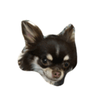 Lovelydogs（個別スタンプ：3）