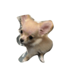 Lovelydogs（個別スタンプ：5）