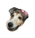 Lovelydogs（個別スタンプ：6）