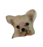 Lovelydogs（個別スタンプ：7）