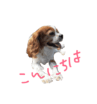 キャバちゃんスタンプ（個別スタンプ：4）