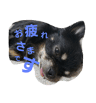 kotaroow2（個別スタンプ：3）