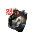 kotaroow2（個別スタンプ：6）