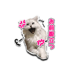 ほこまる【写真】（個別スタンプ：1）