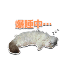 ほこまる【写真】（個別スタンプ：13）