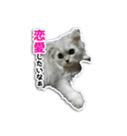 ほこちゃん（個別スタンプ：6）