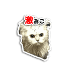 ほこちゃん（個別スタンプ：7）
