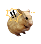 Hamster A-BU（個別スタンプ：1）