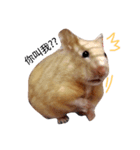Hamster A-BU（個別スタンプ：2）