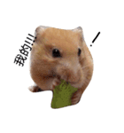 Hamster A-BU（個別スタンプ：4）