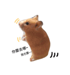 Hamster A-BU（個別スタンプ：6）