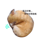 Hamster A-BU（個別スタンプ：7）