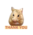 Hamster A-BU（個別スタンプ：8）