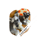 犬アンド犬（個別スタンプ：1）