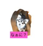 犬アンド犬（個別スタンプ：2）