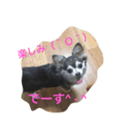 犬アンド犬（個別スタンプ：4）
