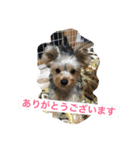 犬アンド犬（個別スタンプ：5）