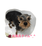 犬アンド犬（個別スタンプ：6）