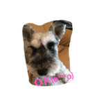 犬アンド犬（個別スタンプ：7）