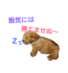 うちのマー坊ちゃん（個別スタンプ：5）