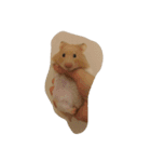 tootoohamster2.0（個別スタンプ：1）