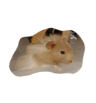 tootoohamster2.0（個別スタンプ：3）
